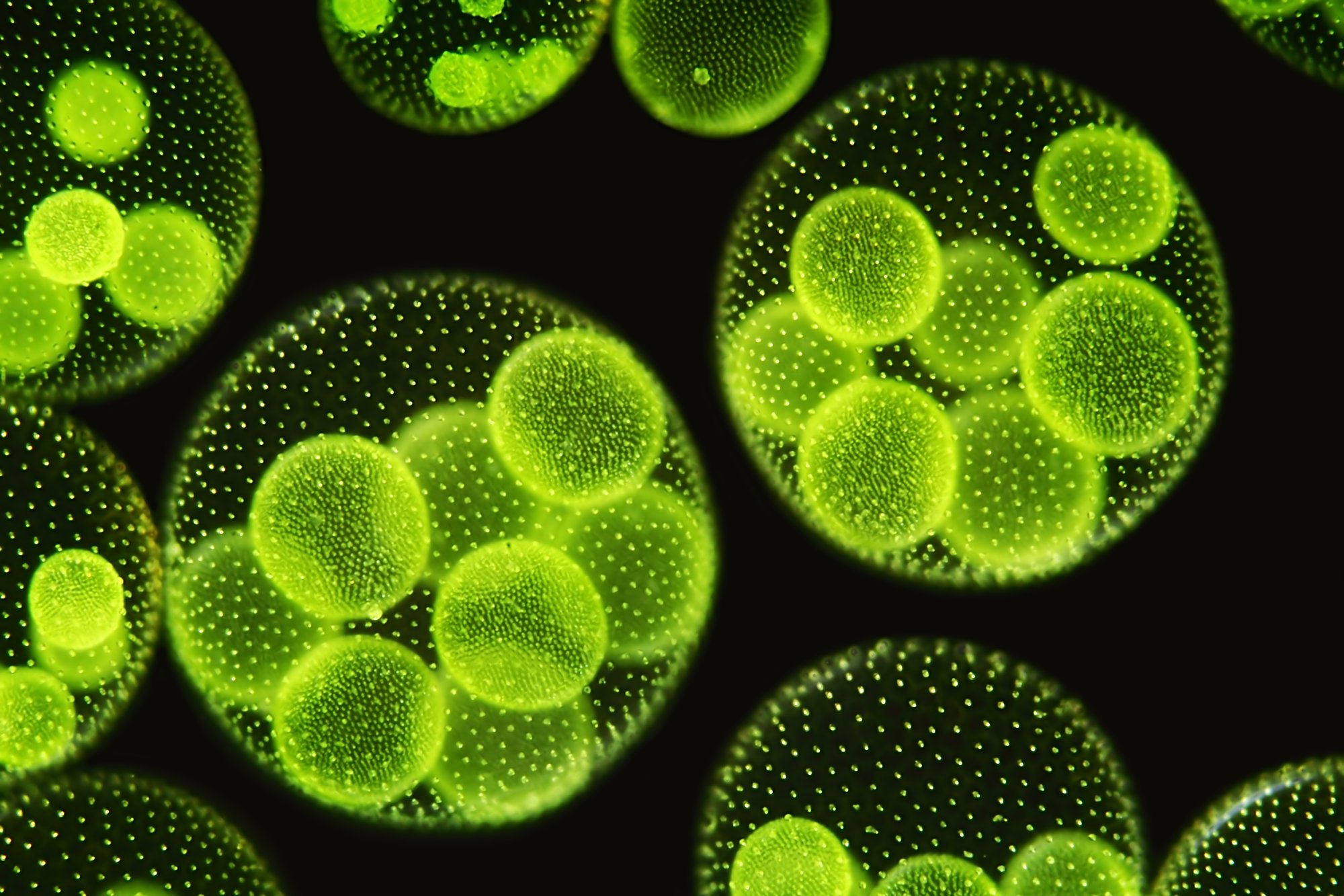 Algae_shutterstock_101601940